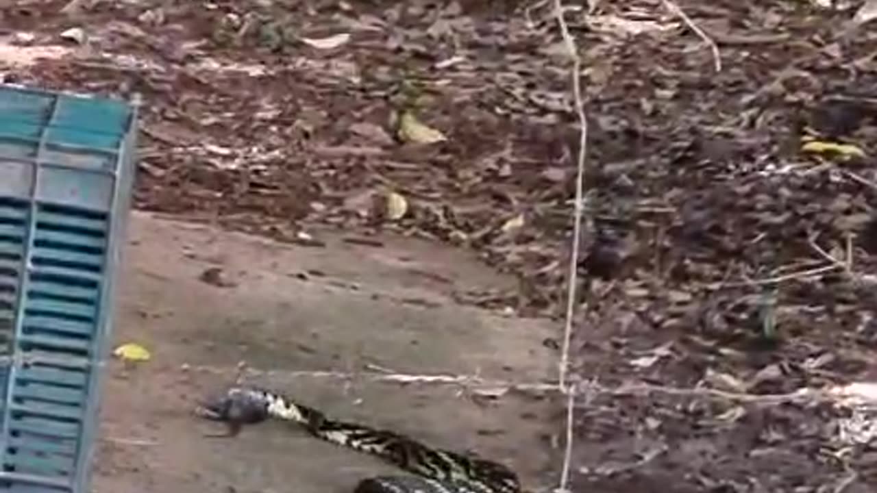 Snake Quickly Strikes Rodent In Rafters