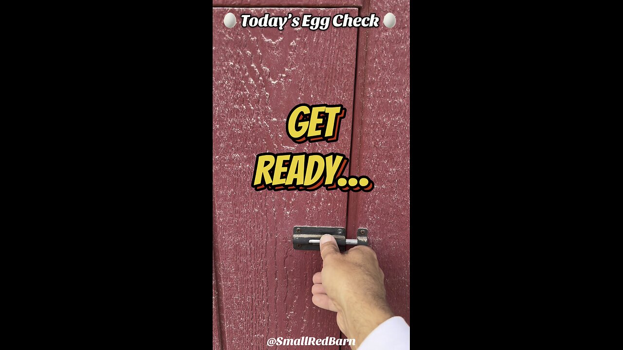 🥚 Today’s Egg Check! 🥚 #shorts