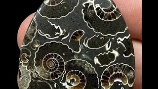 Ammonite Fossil on FB