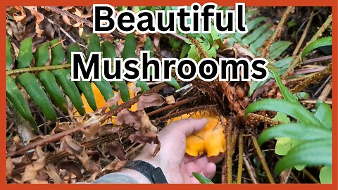 Harvesting Chanterelle Mushrooms in the Forests of Vancouver Island