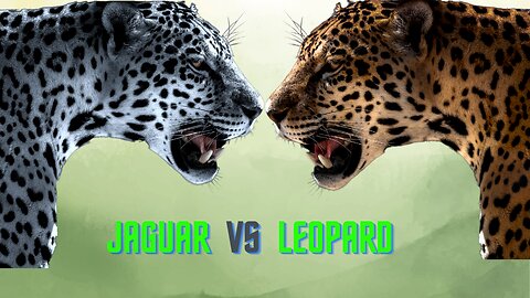 JAGUAR VS LEOPARD – The Ultimate Face-Off!