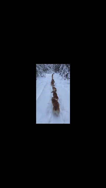Scary wolf-pack running through the winter landscape