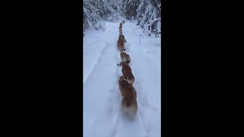 Scary wolf-pack running through the winter landscape