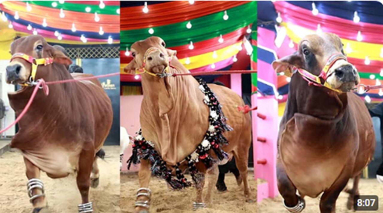 PATHAN CATTLE FARM COMPILATION 2023 || PATHAN CATTLE FARM