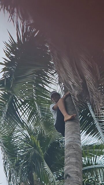 First Coco Climb In Davao City 다바오 시티에서 코코넛 오르기. #davao #davaocity #다바오 #philippines #필리핀