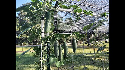 Final Hossinator Cucumber Harvest Southern Mississippi 9/28/25