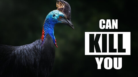 Is the CASSOWARY Really the DEADLIEST Bird on Earth?
