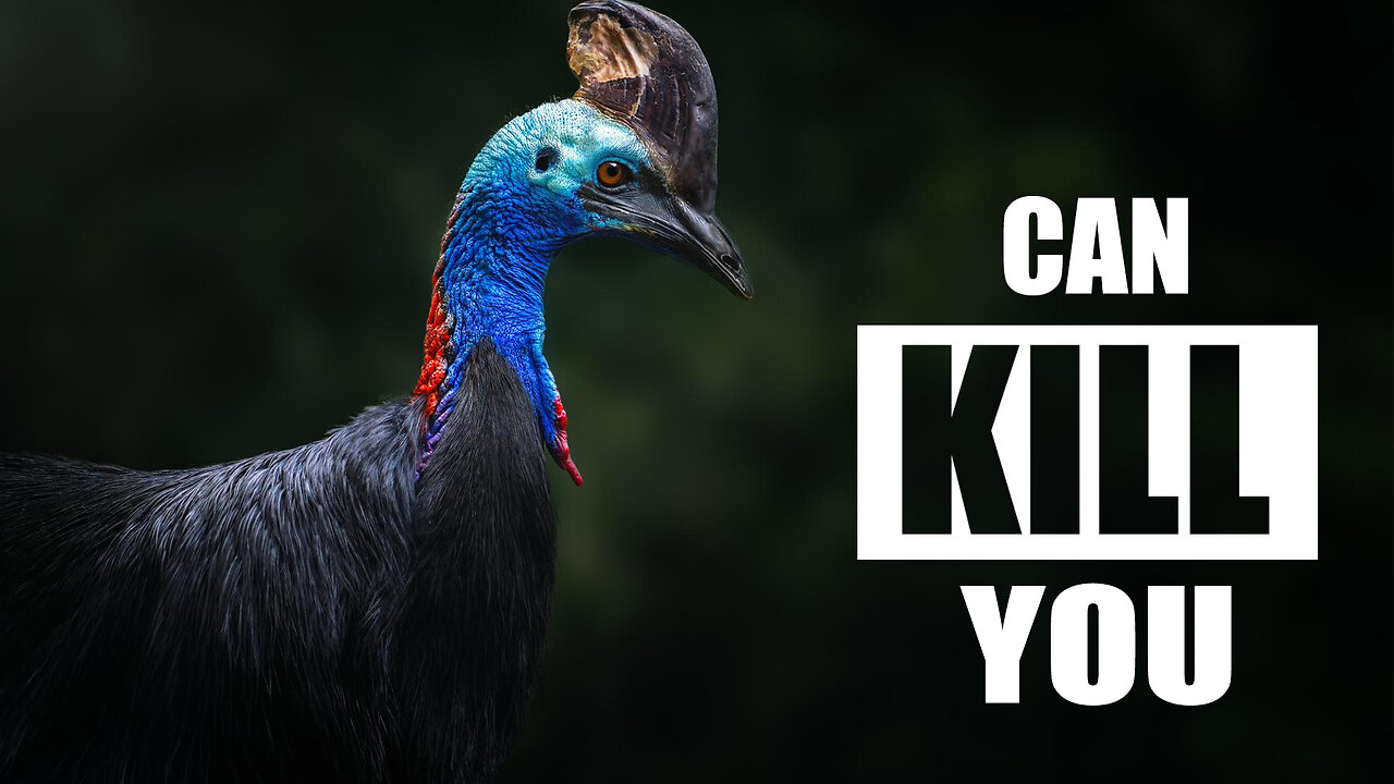 Is the CASSOWARY Really the DEADLIEST Bird on Earth?