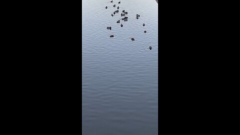 Mallard Ducks 🦆 #mallardducks #ducks #duck #viral #trending #followme #shorts