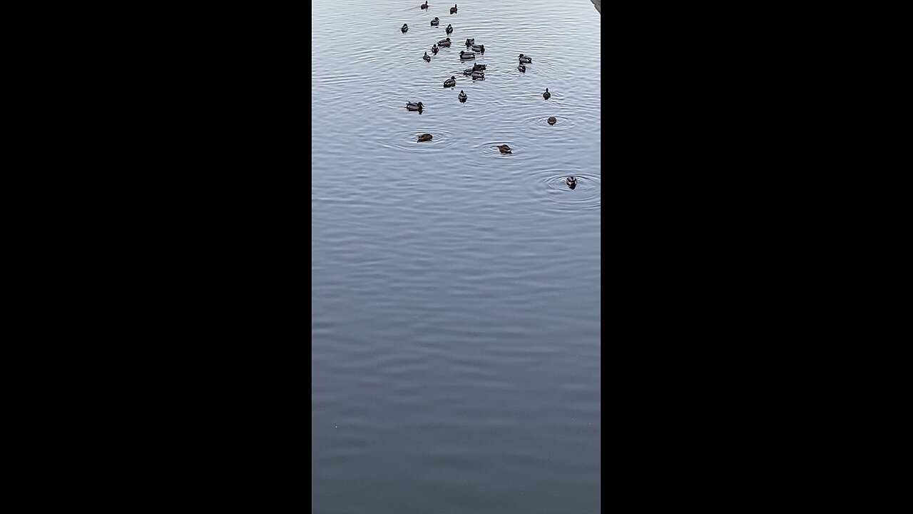 Mallard Ducks 🦆 #mallardducks #ducks #duck #viral #trending #followme #shorts