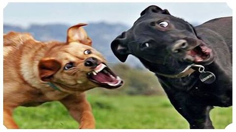 the cat ordered the dog very funny video