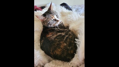 For a long winter's nap