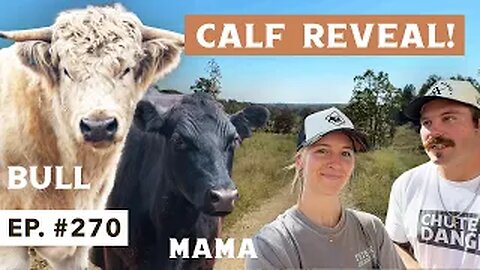 New Baby Calf On The Homestead!!