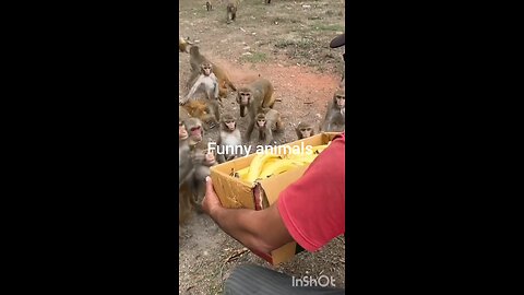 monkeys eating bananas 🍌#viral video