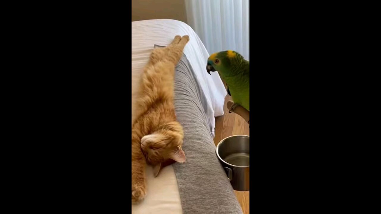 The #parrot Tries to Fix a Perfectly Normal Cat