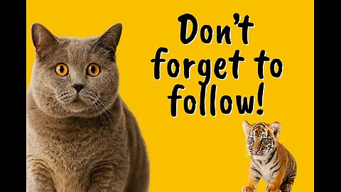 Playful Cat Meets Baby Tiger at the Zoo