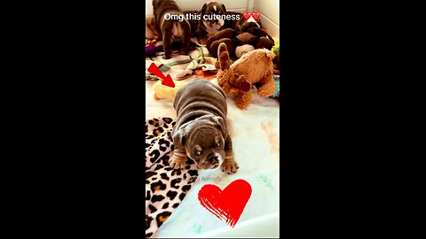 Puppy talking to her Grandpa so cute