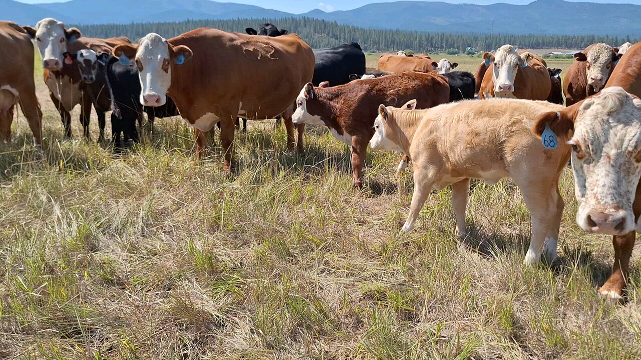 Montana cows