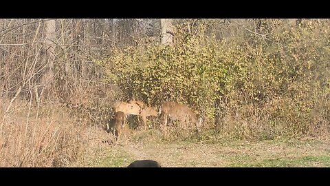 Deer Video Taken Today 12 14 2025 From Our Back Porch Temp 9 Degrees 5 Below Zero Windchill