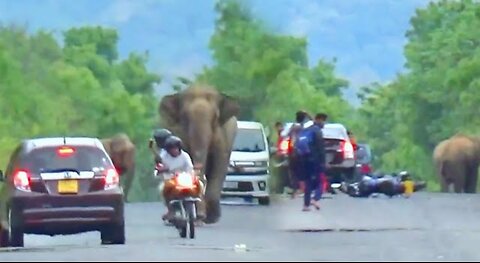 Angry There Wild Elephant Attack Motorbike Riders in Peril