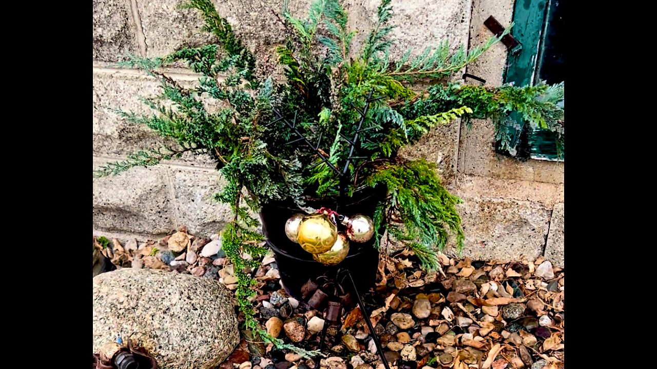 Juniper 🎄 Christmas Planter