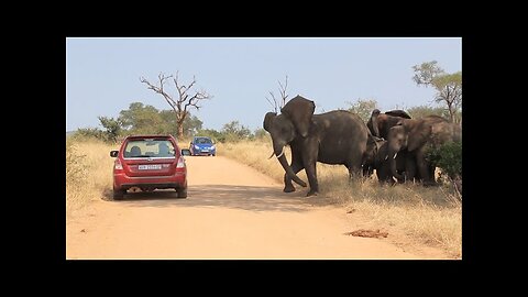 Top 12 INCREDIBLE Wild Elephant Encounters