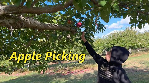 Apple Picking With My Kiddo