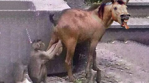 New Funny Animals 😂 Funniest Cats and Dogs Videos 😺🐶 Part 164