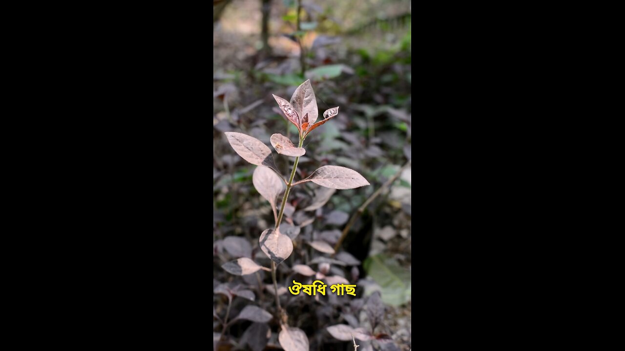 কার্যকরী ঔষধি গাছ #viral #shorts