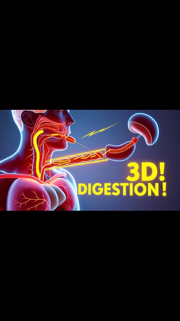 How Your Digestive System REALLY Works 😳🍽️ (3D Animation)