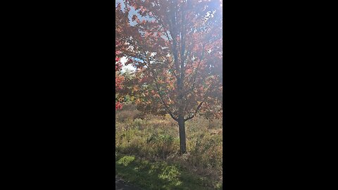 A Couple Maples Turning Red