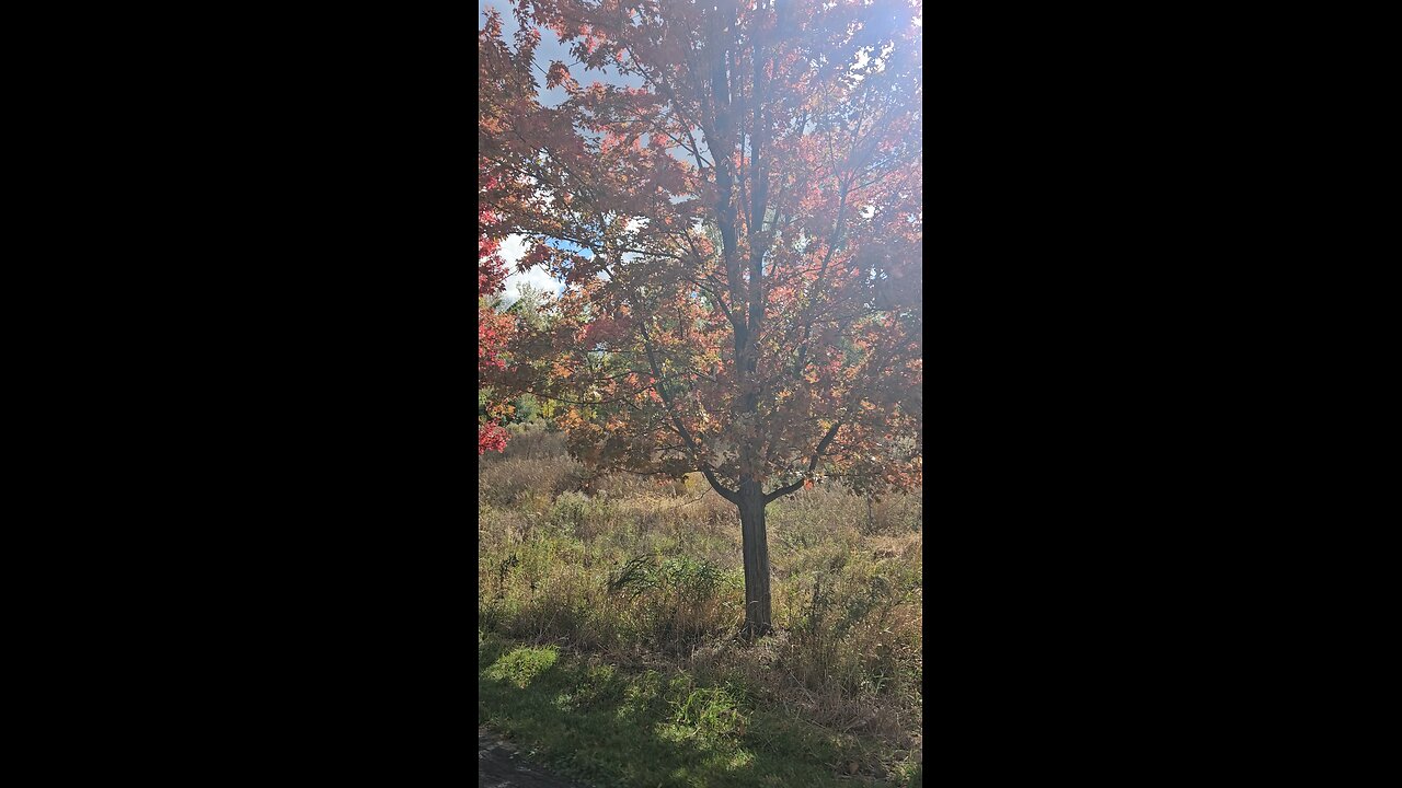 A Couple Maples Turning Red