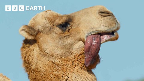 A Camel_s Love Sac _ 4K UHD _ Mammals