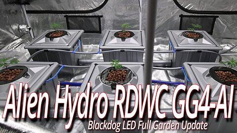 Alien Hydro RDWC GG4 Start Of Run, Blackdog LED Full Garden Update