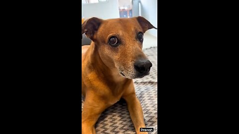 When the dog knows you like you know the dog 🤣🤣