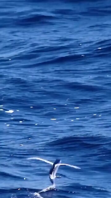 Flying fish/cod gliding above the surface