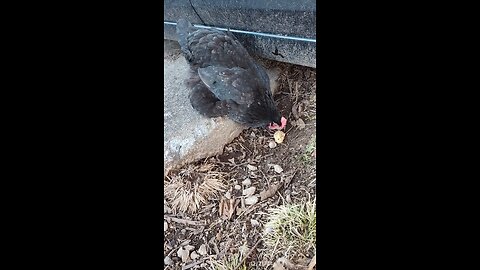 Momma's having a snack!