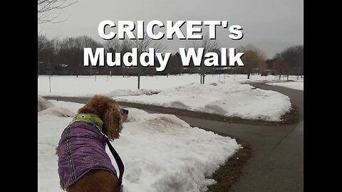 Cricket's Muddy Walk after Sleeping with her Tongue Hanging Out | Mar 2025