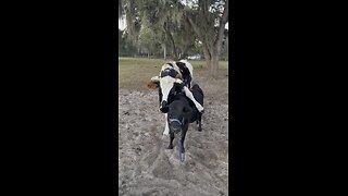 When an XL steer loves a mini cow