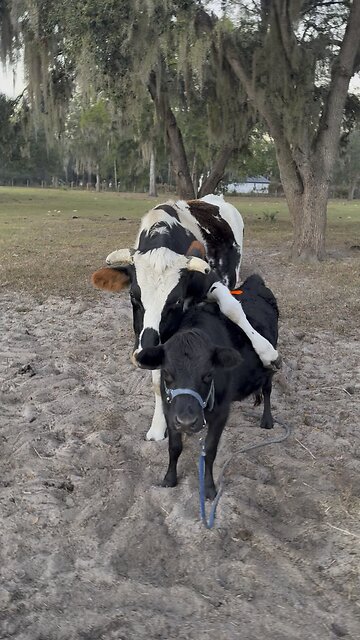 When an XL steer loves a mini cow