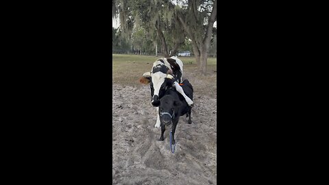 When an XL steer loves a mini cow