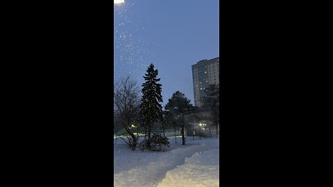 Tranquil Snowfall: Nature’s Winter Symphony