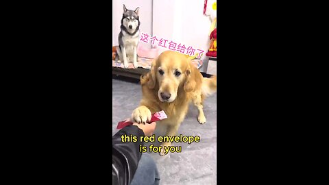 The golden retriever complained that the red envelope given by the owner was too small