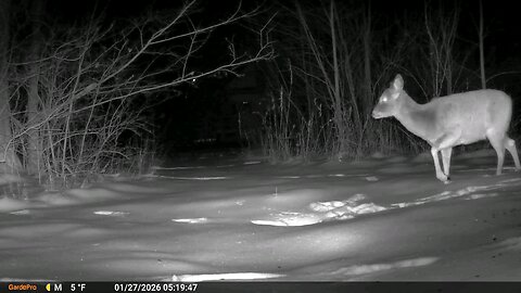 Deer Cam Deer Spooked After Southern Illinois Snow Storm 01 27 2026 Game Cam Trail Camera