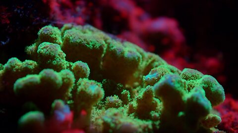 The Last Coral Reef of Galapagos