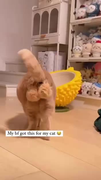 Neutered cat gets an accessory 😊