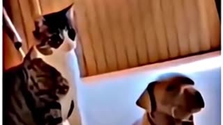 😂🐶 The Wake-Up Call He'll Never Forget! | FunFM