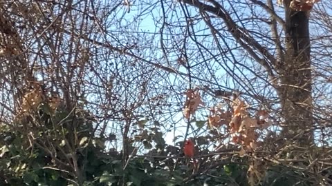 Cardinal and squirrel.