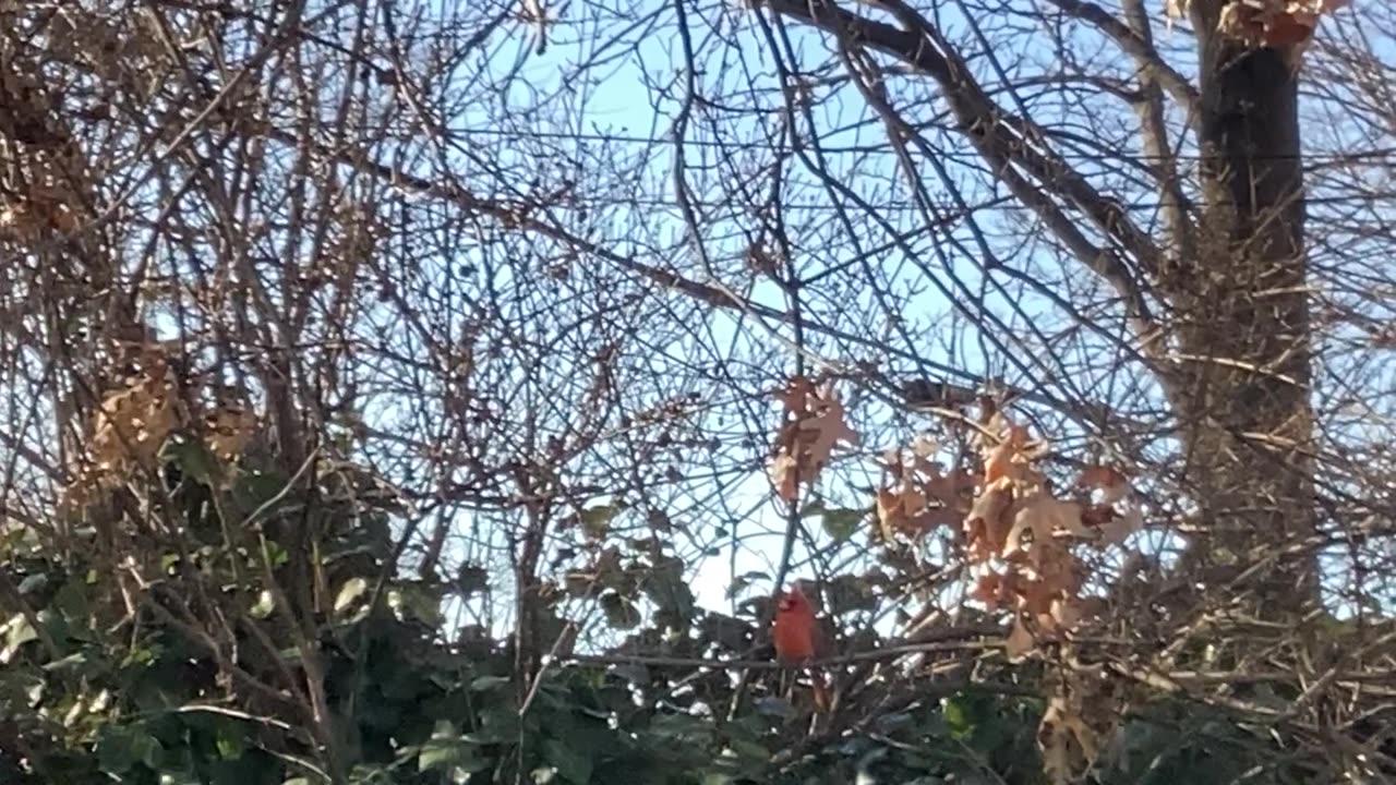 Cardinal and squirrel.