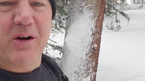 Fiberglass Bird House